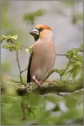 im Prachtkleid... Kernbeisser *Coccothraustes coccothraustes*, Männchen in natürlicher Umgebung im Wald