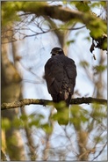 Balzrufe... Habicht *Accipiter gentilis*, Habichtweibchen macht auf sich aufmerksam