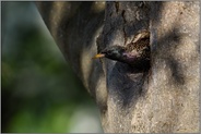 pfeilschnell... Star *Sturnus vulgaris* verlässt seine Bruthöhle