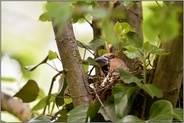 kritischer Blick... Kernbeißer *Coccothraustes coccothraustes* brütendes Weibchen sorgt sich um Sicherheit