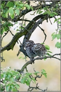 zu zweit... Steinkauz *Athene noctua*, Pärchen sitzt nebeneinander in einem alten Birnbaum