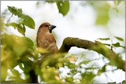 unterwegs in den Baumkronen... Kernbeißer *Coccothraustes coccothraustes*, Weibchen im Laubwald