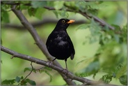 auf der Hut... Amsel *Turdus merula*, wachsamer Amselhahn, Männchen im Wald