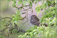 gelangweilter Blick... Steinkauz *Athene noctua* in einem alten Birnbaum auf einer Streuobstwiese