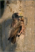 mit einer Raupe im Schnabel... Star *Sturnus vulgaris* am Eingang zur Nisthöhle