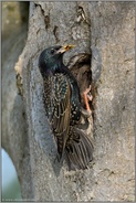 mit Käfer im Schnabel... Star *Sturnus vulgaris*, Altvogel an der Nisthöhle