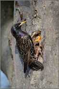 ein gelber Schlund... Star *Sturnus vulgaris* an der Nisthöhle bei der Fütterung der Jungvögel