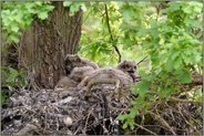 Walduhus... Europäischer Uhu *Bubo bubo*, Uhuhorst mit vier Jungvögeln auf einer alten Eiche, ehemaliger Habichthorst