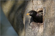 auf dem Absprung... Star *Sturnus vulgaris*, Altvogel verlässt Bruthöhle