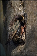 die Fütterung... Star *Sturnus vulgaris*, Altvogel stopft Jungvogel Futter in den Schlund