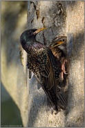 Futterübergabe... Star *Sturnus vulgaris* füttert Jungvogel an der Bruthöhle