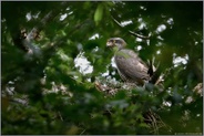 frisch begrünter Horst... Habicht *Accipiter gentilis*, Habichtweibchen am Nest