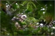 im Alter von etwas mehr als 4 Wochen... Habicht *Accipiter gentilis*, Jungvogel auf dem Nestrand