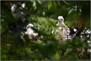 Rundumblick... Habicht *Accipiter gentilis*, Jungvögel auf dem Rand ihres Nestes