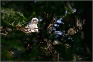 Pullus... Habicht *Accipiter gentilis*, Habichtküken, Jungvogel im Dunenkleid