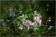 Mauserfortschritte... Habicht *Accipiter gentilis*, Habichtküken, Jungvögel auf dem Horst