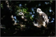 zwei im Licht... Habicht *Accipiter gentilis*, Habichtküken, junge Greifvögel auf dem Horst