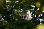 dreifacher Nachwuchs... Habicht *Accipiter gentilis*, Habichtküken, unterschiedlich weit entwickelte Geschwister