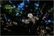 Sommer, Sonne, Sonnenschein... Habicht *Accipiter gentilis*, Jungvogel im Lichtspot auf dem Horst