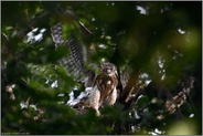 Federhosen... Habicht *Accipiter gentilis*, Rothabicht reckt die Flügel, trainiert Beweglichkeit und  Flugmuskulatur