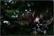 kurz vor dem Flüggewerden... Habicht *Accipiter gentilis*, aus Nestlingen werden Ästlinge