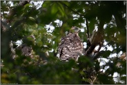 in Wartestellung... Habicht *Accipiter gentilis*, junge, bald flügge Habichte auf ihrem Horst hoffen geduldig auf Fütterung