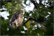 Nachzügler... Habicht *Accipiter gentilis*, junger Habicht, Ästling, abseits vom Horst