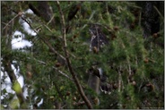 Ansitzjäger... Habicht *Accipiter gentilis*, Jungvogel zwischen den Ästen einer Lärche