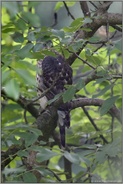 leben im Verborgenen... Habicht *Accipiter gentilis*,  Jungvogel versteckt im Laubwerk einer Walnuss