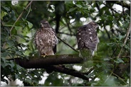 junge Habichte... Habicht *Accipiter gentilis*, Rothabichte auf einem starken Querast im Wald