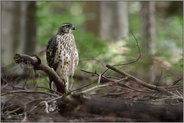 am Boden... Habicht *Accipiter gentilis*,  diesjähriger Jungvogel, Rothabicht im Wald