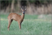 recken und strecken... Reh *Capreolus capreolus*, Rehbock dehnt nach dem Aufstehen den Körper, Körperbau