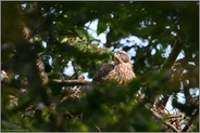 zurück auf dem Horst... Habicht *Accipiter gentilis*, längst flügger Jungvogel auf dem eigentlich verlassenen Nest