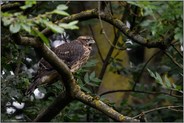 schrill lauter Ruf...  Habicht *Accipiter gentilis*, junger, flügger Habicht macht durch Bettelrufe auf sich aufmerksam