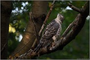 prüfender Blick nach oben... Habicht *Accipiter gentilis*, junger Habicht verdreht den Kopf um mehr als 180 Grad