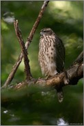 ruhend im Wald... Habicht *Accipiter gentilis*, junger Habicht macht Pause