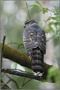 weiches Licht...  Habicht *Accipiter gentilis*, flügger, fast ausgewachsener Jungvogel beobachtet potentielle Beute