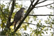 am Waldrand...  Habicht *Accipiter gentilis*, Jungvogel bei der Jagd