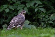 am Boden... Habicht *Accipiter gentilis*, flügger, fast ausgewachsener Jungvogel auf einer Wiese am Waldrand