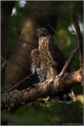 edler Greifvogel... Habicht *Accipiter gentilis*, junger Habicht fächert Flügel auf