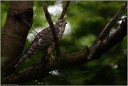 im dunklen Wald...  Habicht *Accipiter gentilis*, Jungvogel in den Baumkronen