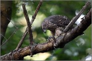 erfolgreicher Jäger... Habicht *Accipiter gentilis* frisst von frisch geschlagener Beute, Jungvogel