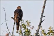 seltene Beobachtung... Habicht *Accipiter gentilis*, junger Habicht sitzt auf freier Fläche auf der Spitze einer toten Birke