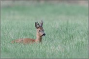 ruhend im Gras.. Reh *Capreolus capreolus*, Rehbock liegt wiederkäuend in einer Wiese