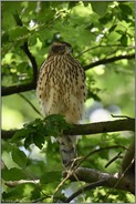 unter'm Blätterdach... Habicht *Accipiter gentilis*, junger Habicht sitzt ruhend in Baumkrone