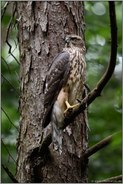 im Baum... Habicht *Accipiter gentilis*, Rothabicht nutzt den Ast einer Lärche als Ansitz