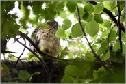 gut versteckt... Habicht *Accipiter gentilis*, junger Habicht über mir im Baum, zwischen Blättern verborgen