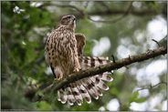 bereit für den schnellen Flug... Habicht *Accipiter gentilis*, Rothabicht reckt sich, streckt Flügel, spreizt Stoss weit auseinander