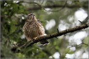 angespannt... Habicht *Accipiter gentilis* auf der Jagd, kurz vor dem Abflug, Abstoss von seiner Sitzwarte