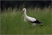 junger Storch... Weißstorch *Ciconia ciconia* während des Vogelzuges rastend in einer Wiese in NRW